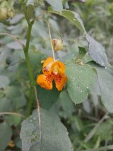 Jewelweed