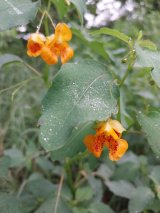 Jewelweed