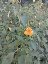 Jewelweed