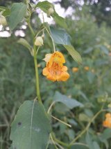 Jewelweed