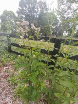 Joe Pye Weed