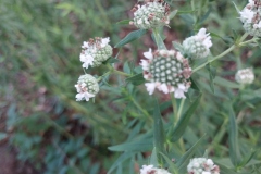 Mountain Mint