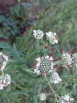 Mountain Mint