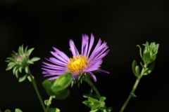 New England Aster