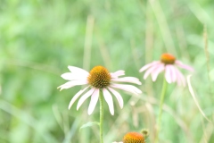 Purple Coneflower