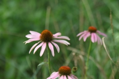 Purple Coneflower