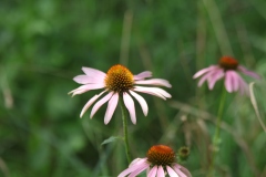 Purple Coneflower