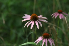 Purple Coneflower