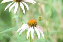 Purple Coneflower