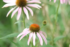 Purple Coneflower