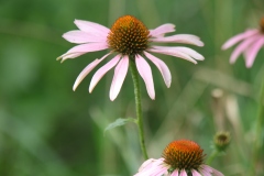 Purple Coneflower