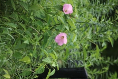 Rose Mallow