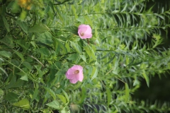 Rose Mallow