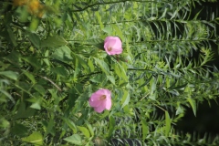 Rose Mallow