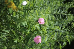 Rose Mallow