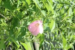 Rose Mallow