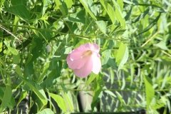 Rose Mallow