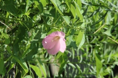 Rose Mallow