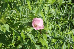 Rose Mallow