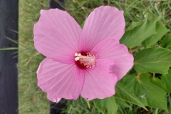 Rose Mallow