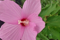 Rose Mallow