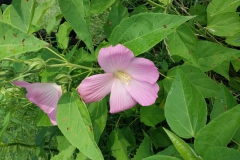 Rose Mallow