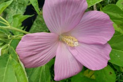 Rose Mallow