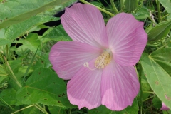 Rose Mallow