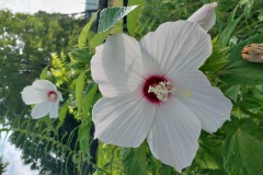 Rose Mallow