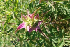 Spotted Bee Balm