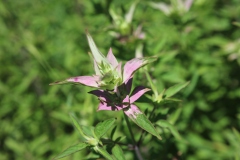 Spotted Bee Balm