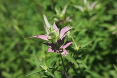 Spotted Bee Balm