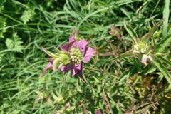 Spotted Bee Balm
