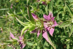 Spotted Bee Balm