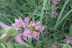 Spotted Bee Balm