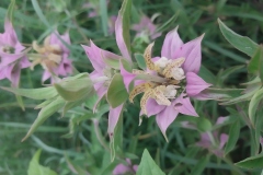 Spotted Bee Balm