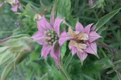 Spotted Bee Balm
