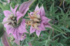 Spotted Bee Balm
