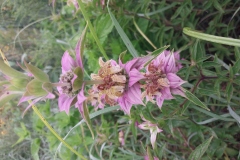 Spotted Bee Balm