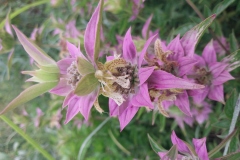 Spotted Bee Balm
