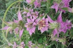 Spotted Bee Balm