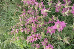 Spotted Bee Balm