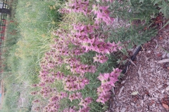 Spotted Bee Balm