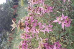 Spotted Bee Balm