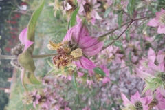Spotted Bee Balm