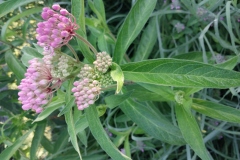 Swamp Milkweed