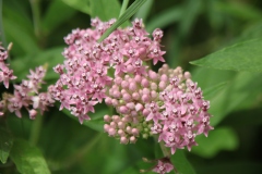 Swamp Milkweed
