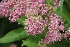 Swamp Milkweed