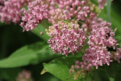 Swamp Milkweed