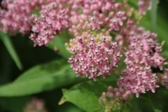 Swamp Milkweed